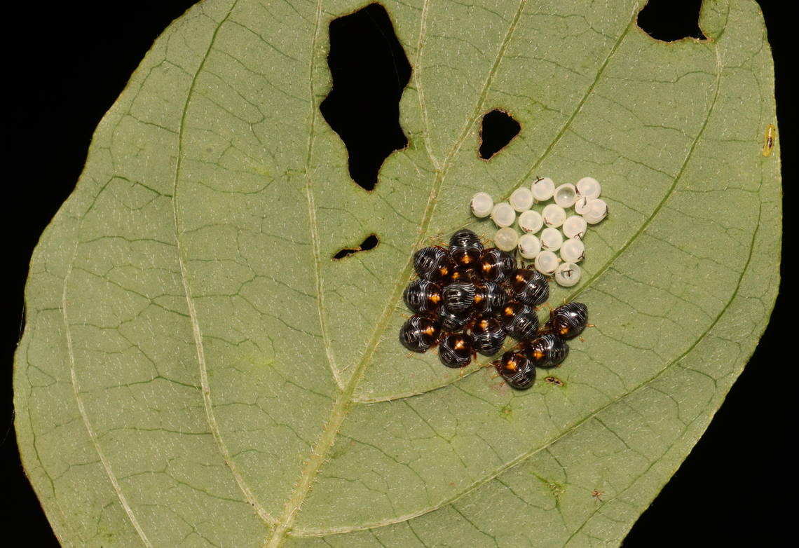Stink Bug Nymphs - Chinavia hilaris Habitat: Mesic forest Chinavia,Chinavia hilaris,Geotagged,Green stink bug,Pentatomidae,Summer,United States,nymphs,stink bug nymphs