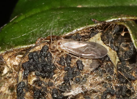 Bark Louse - Peripsocus subfasciatus Terrible photos, but I'm sharing them to add to the species record since we only have one other photo on JD.

Habitat: Mesic forest
https://www.jungledragon.com/image/156442/bark_louse_-_peripsocus_subfasciatus.html Geotagged,Peripsocus,Peripsocus subfasciatus,Psocodea,Summer,United States,bark lice,book lice,psocoptera