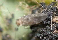 Bark Louse - Peripsocus subfasciatus Terrible photos, but I'm sharing them to add to the species record since we only have one other photo on JD.<br />
<br />
Habitat: Mesic forest<br />
https://www.jungledragon.com/image/156440/bark_louse_-_peripsocus_subfasciatus.html Geotagged,Peripsocus subfasciatus,Summer,United States