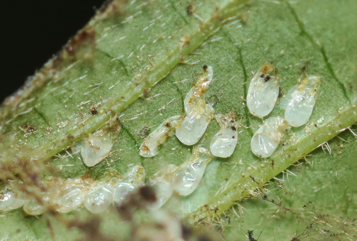 Eggs found inside dogwood (Cornus) leaf I'm assuming this was the home of either sawfly larvae (Tenthredinidae) or caterpillars (Lepidoptera)? There were empty eggs inside, in addition to a bark louse prowling around on the outside of the rolled leaf.<br />
<br />
Habitat: Cornus leaf; mesic forest<br />
<figure class="photo"><a href="https://www.jungledragon.com/image/156444/rolled_dogwood_cornus_leaf_full_of_frass.html" title="Rolled Dogwood (Cornus) Leaf Full of Frass"><img src="https://s3.amazonaws.com/media.jungledragon.com/images/3232/156444_thumb.jpg?AWSAccessKeyId=05GMT0V3GWVNE7GGM1R2&Expires=1759968010&Signature=VkWDv4U%2BEPf18hBYcj%2FzVw0YsVs%3D" width="200" height="146" alt="Rolled Dogwood (Cornus) Leaf Full of Frass I'm assuming this was the home of either sawfly larvae (Tenthredinidae) or caterpillars (Lepidoptera)? There were empty eggs inside, in addition to a bark louse prowling around on the outside of the rolled leaf.<br />
<br />
Habitat: Cornus leaf; mesic forest<br />
https://www.jungledragon.com/image/156443/eggs_found_inside_dogwood_cornus_leaf.html<br />
Geotagged,Summer,United States,cornus,dogwood,frass,leafroller" /></a></figure> Geotagged,Summer,United States,cornus,dogwood,eggs,leafroller