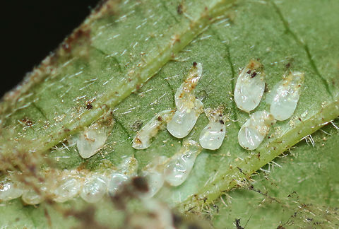 Eggs found inside dogwood (Cornus) leaf I'm assuming this was the home of either sawfly larvae (Tenthredinidae) or caterpillars (Lepidoptera)? There were empty eggs inside, in addition to a bark louse prowling around on the outside of the rolled leaf.

Habitat: Cornus leaf; mesic forest
https://www.jungledragon.com/image/156444/rolled_dogwood_cornus_leaf_full_of_frass.html Geotagged,Summer,United States,cornus,dogwood,eggs,leafroller