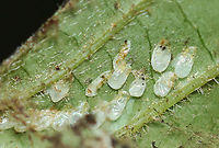 Eggs found inside dogwood (Cornus) leaf I'm assuming this was the home of either sawfly larvae (Tenthredinidae) or caterpillars (Lepidoptera)? There were empty eggs inside, in addition to a bark louse prowling around on the outside of the rolled leaf.<br />
<br />
Habitat: Cornus leaf; mesic forest<br />
https://www.jungledragon.com/image/156444/rolled_dogwood_cornus_leaf_full_of_frass.html Geotagged,Summer,United States,cornus,dogwood,eggs,leafroller