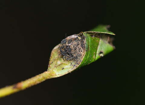 Rolled Dogwood (Cornus) Leaf Full of Frass I'm assuming this was the home of either sawfly larvae (Tenthredinidae) or caterpillars (Lepidoptera)? There were empty eggs inside, in addition to a bark louse prowling around on the outside of the rolled leaf.

Habitat: Cornus leaf; mesic forest
https://www.jungledragon.com/image/156443/eggs_found_inside_dogwood_cornus_leaf.html
 Geotagged,Summer,United States,cornus,dogwood,frass,leafroller