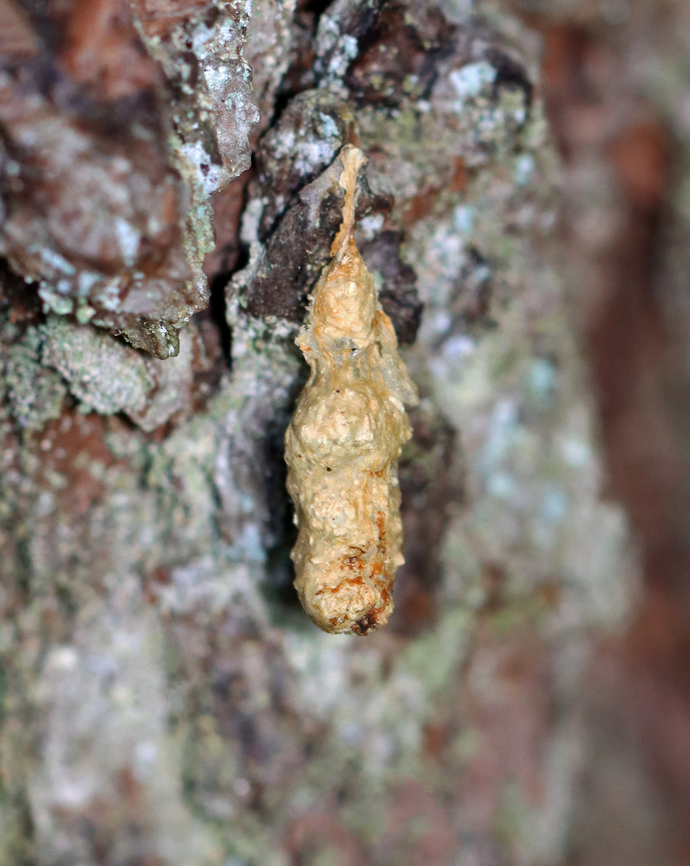Egg sac? Parasitized/infected caterpillar? Cocoon? I don't know what this is, but I'm leaning towards it being a fungal-infected or parasitized caterpillar because of the goo near the bottom and the elongated shape.<br />
<br />
Habitat: Hanging on a conifer; mixed, mesic forest Geotagged,Summer,United States,arthropod,egg sac,fungus,insect,what is that