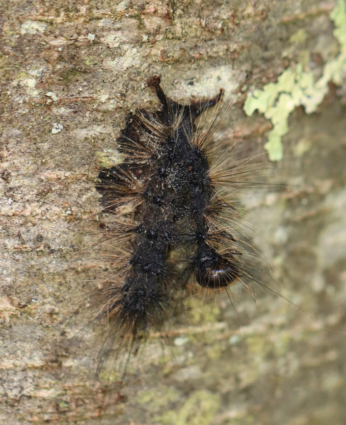 Lymantria Dispar Multicapsid Nuclear Polyhedrosis Virus (LdMNPV) This virus is a naturally occurring virus specific to gypsy moth caterpillars (Lymantria dispar). It spreads like the common cold and is effective at reducing high-density gypsy moth populations. The virus is always present in<br />
gypsy moth populations and can be transmitted from a female moth to her offspring. It spreads naturally<br />
through the gypsy moth population, especially when caterpillars are abundant. During a gypsy moth outbreak, caterpillars become more susceptible to this virus because they are stressed from competing with<br />
one another for food and space. NPV is especially important during gypsy moth outbreaks in North America.<br />
<br />
Caterpillars killed by the NPV disease hang in an upside down V shape. Their bodies liquefy and rapidly disintegrate.<br />
<br />
Habitat: Mixed forest Geotagged,Gypchek,Lymantria dispar,Lymantria dispar multicapsid nuclear polyhedrosis virus,NPV,Spongy Moth,Summer,United States,caterpillar,dead caterpillar,larva,lymantria,virus