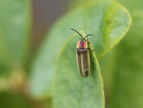 Common Eastern Firefly - Photinus pyralis Habitat: Mixed forest Common eastern firefly,Firefly,Geotagged,Photinus pyralis,Summer,United States,beetle,lightning bug