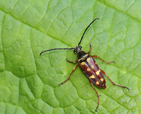 Banded Longhorn - Typocerus velutinus Habitat: Mixed forest Banded Longhorn,Geotagged,Longhorn beetle,Summer,Typocerus velutinus,United States,beetle,typocerus