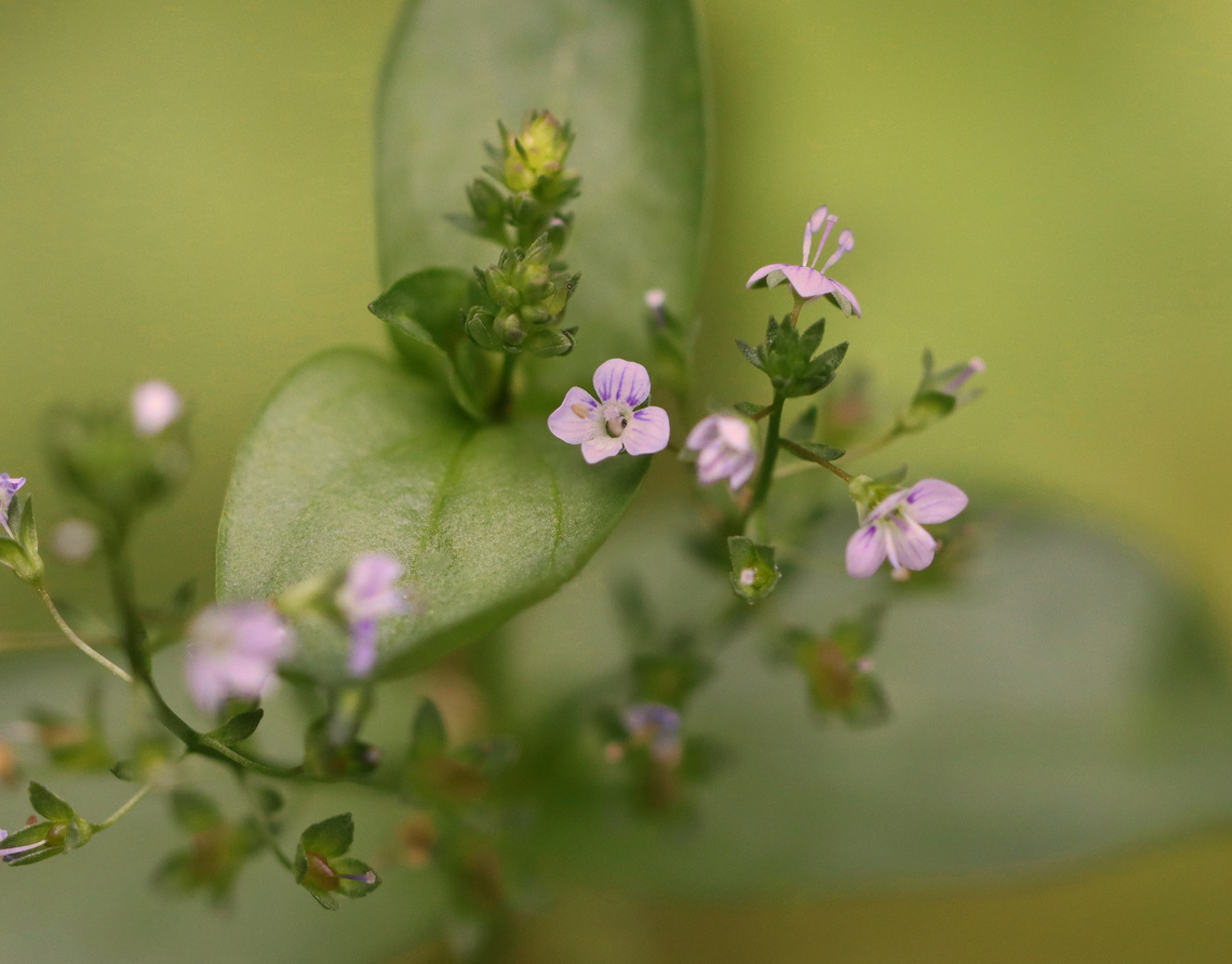 Water Speedwell - Veronica anagallis-aquatica Habitat: Bog Geotagged,Summer,United States,Veronica,Veronica anagallis-aquatica,Water speedwell,speedwell