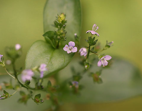 Water Speedwell - Veronica anagallis-aquatica Habitat: Bog Geotagged,Summer,United States,Veronica,Veronica anagallis-aquatica,Water speedwell,speedwell