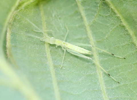 Tree Cricket Nymph - Oecanthus sp. I finally found a creature as pale as I am.

Habitat: Mixed forest Geotagged,Oecanthus,Summer,United States,cricket,nymph,tree cricket