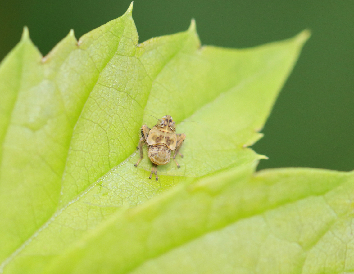 Planthopper Nymph - Jikradia olitoria Habitat: Forest/meadow edge Geotagged,Jikradia,Jikradia olitoria,Summer,United States,nymph,planthopper,planthopper nymph