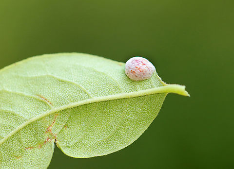 Gall - Fungus or Arthropod-induced I'm not sure if it's a fungal gall or arthropod-induced.

Host: Lyonia ligustrina
https://www.jungledragon.com/image/156453/gall_-_fungus_or_arthropod-induced.html
https://www.jungledragon.com/image/156455/gall_-_fungus_or_arthropod-induced.html
https://www.jungledragon.com/image/156454/gall_-_fungus_or_arthropod-induced.html Geotagged,Summer,United States,gall