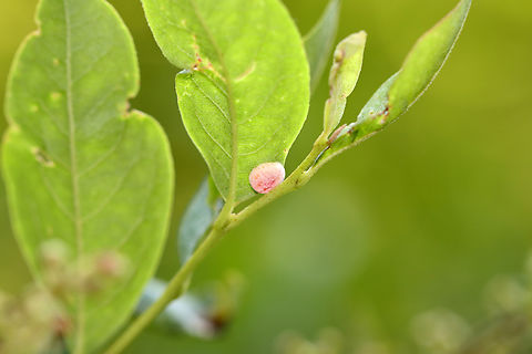 Gall - Fungus or Arthropod-induced I'm not sure if it's a fungal gall or arthropod-induced.

Host: Lyonia ligustrina
https://www.jungledragon.com/image/156453/gall_-_fungus_or_arthropod-induced.html
https://www.jungledragon.com/image/156455/gall_-_fungus_or_arthropod-induced.html
https://www.jungledragon.com/image/156454/gall_-_fungus_or_arthropod-induced.html Geotagged,Summer,United States