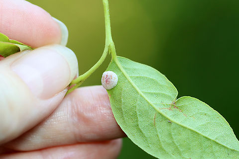 Gall - Fungus or Arthropod-induced I'm not sure if it's a fungal gall or arthropod-induced.

Host: Lyonia ligustrina
https://www.jungledragon.com/image/156453/gall_-_fungus_or_arthropod-induced.html
https://www.jungledragon.com/image/156455/gall_-_fungus_or_arthropod-induced.html
https://www.jungledragon.com/image/156454/gall_-_fungus_or_arthropod-induced.html Geotagged,Summer,United States,gall