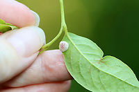 Gall - Fungus or Arthropod-induced I'm not sure if it's a fungal gall or arthropod-induced.<br />
<br />
Host: Lyonia ligustrina<br />
https://www.jungledragon.com/image/156453/gall_-_fungus_or_arthropod-induced.html<br />
https://www.jungledragon.com/image/156455/gall_-_fungus_or_arthropod-induced.html<br />
https://www.jungledragon.com/image/156454/gall_-_fungus_or_arthropod-induced.html Geotagged,Summer,United States,gall