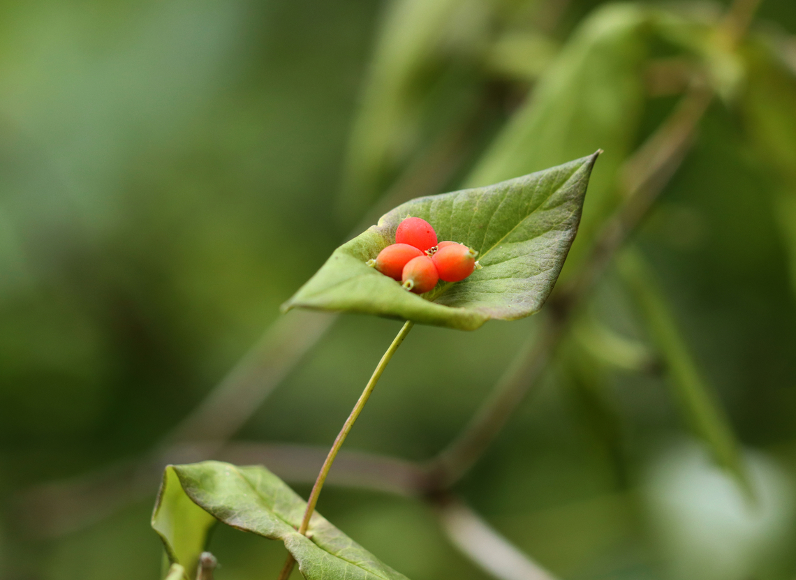 Limber Honeysuckle - Lonicera dioica Habitat: Meadow/forest edge Geotagged,Lonicera,Lonicera dioica,Summer,United States,honeysuckle,limber honeysuckle