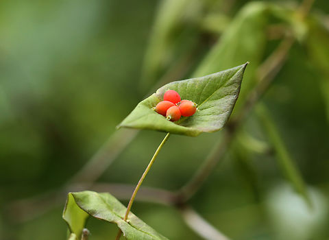 Limber Honeysuckle - Lonicera dioica Habitat: Meadow/forest edge Geotagged,Lonicera,Lonicera dioica,Summer,United States,honeysuckle,limber honeysuckle