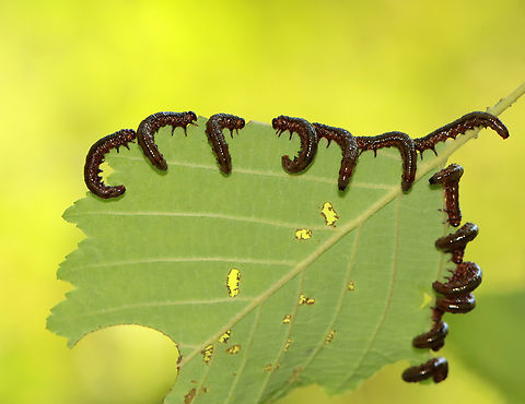 Sawfly Larvae - Tenthredinidae Host: Alnus sp. Betulaceae,Geotagged,Summer,Tenthredinidae,United States,alnus,larvae,sawfly,sawfly larvae