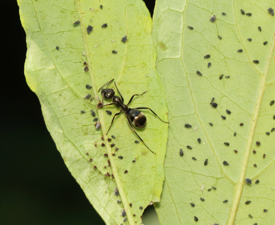 Ant (Formica fusca complex) Herding Aphids (Aphis sp.) Habitat: Mesic forest Complex Formica fusca,Formica fusca,Formica fusca complex,Geotagged,Summer,United States,ant,aphid herding,aphids,formica