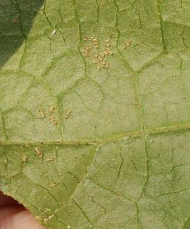 Bark Lice - Order Psocodea Photographed by accident.

Habitat: Hamamelis virginiana; mixed forest Geotagged,Summer,United States,bark lice,booklice,psocodea