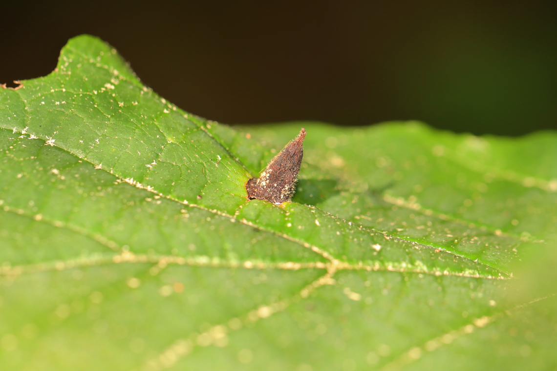 Witch-hazel cone gall - Hormaphis hamamelidis Host: Witch hazel (Hamamelis virginiana)<br />
<figure class="photo"><a href="https://www.jungledragon.com/image/156477/witch-hazel_cone_gall_-_hormaphis_hamamelidis.html" title="Witch-hazel cone gall - Hormaphis hamamelidis"><img src="https://s3.amazonaws.com/media.jungledragon.com/images/3232/156477_thumb.jpg?AWSAccessKeyId=05GMT0V3GWVNE7GGM1R2&Expires=1759968010&Signature=GrV0IDjFNTVoJ2rr%2FOjrkGpXWU0%3D" width="200" height="140" alt="Witch-hazel cone gall - Hormaphis hamamelidis This is the underside of the leaf. I assume those are exit holes, otherwise the gall had been parasitized. The left side of the photo show bark lice eggs and the newly hatched babies. I didn&#039;t notice them when I took the photo.<br />
<br />
Host: Witch hazel (Hamamelis virginiana)<br />
https://www.jungledragon.com/image/156476/witch-hazel_cone_gall_-_hormaphis_hamamelidis.html Geotagged,Hormaphis hamamelidis,Summer,United States,Witch-hazel cone gall aphid,bark lice,booklice" /></a></figure> Geotagged,Hamamelis,Hormaphis,Hormaphis hamamelidis,Summer,United States,Witch-hazel cone gall aphid,aphid,gall,witch hazel