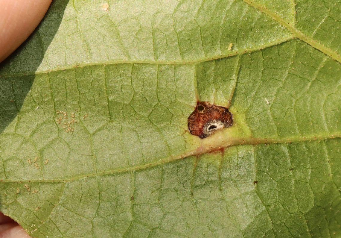 Witch-hazel cone gall - Hormaphis hamamelidis This is the underside of the leaf. I assume those are exit holes, otherwise the gall had been parasitized. The left side of the photo show bark lice eggs and the newly hatched babies. I didn't notice them when I took the photo.<br />
<br />
Host: Witch hazel (Hamamelis virginiana)<br />
<figure class="photo"><a href="https://www.jungledragon.com/image/156476/witch-hazel_cone_gall_-_hormaphis_hamamelidis.html" title="Witch-hazel cone gall - Hormaphis hamamelidis"><img src="https://s3.amazonaws.com/media.jungledragon.com/images/3232/156476_thumb.jpg?AWSAccessKeyId=05GMT0V3GWVNE7GGM1R2&Expires=1763596810&Signature=TKxReWXTwqLn6Get8oKdrCCxqYA%3D" width="200" height="134" alt="Witch-hazel cone gall - Hormaphis hamamelidis Host: Witch hazel (Hamamelis virginiana)<br />
https://www.jungledragon.com/image/156477/witch-hazel_cone_gall_-_hormaphis_hamamelidis.html Geotagged,Hamamelis,Hormaphis,Hormaphis hamamelidis,Summer,United States,Witch-hazel cone gall aphid,aphid,gall,witch hazel" /></a></figure> Geotagged,Hormaphis hamamelidis,Summer,United States,Witch-hazel cone gall aphid,bark lice,booklice
