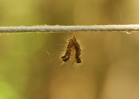 Lymantria Dispar Multicapsid Nuclear Polyhedrosis Virus (LdMNPV) Caterpillars killed by the NPV disease hang in an upside down V shape. Their bodies liquefy and rapidly disintegrate. Geotagged,LdMNPV,Lymantria Dispar Multicapsid Nuclear Polyhedrosis Virus (LdMNPV),Lymantria dispar,Lymantria dispar multicapsid nuclear polyhedrosis virus,NPV,Summer,United States,virus