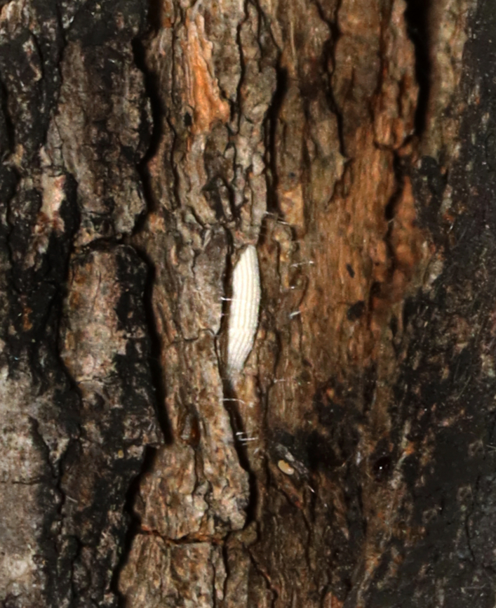 Ribbed Cocoon-maker moth Cocoon - Bucculatrix sp. This is so cool, even though the photo is awful. The larva of this species constructs a white "fence" around itself before transforming into a cocoon (pupa). The fence might protect the vulnerable larva during the process, but I don't think the reason for making the fence is clear.<br />
<br />
Unfortunately, I didn't see this pupa while taking the photo...I was photographing a nearby moth laying eggs and only spotted this pupa during processing.<br />
<br />
Habitat: Dying tree; meadow edge Bucculatrix,Geotagged,Ribbed Cocoon-maker moth,Summer,United States,cocoon,moth,moth cocoon,moth pupa,pupa