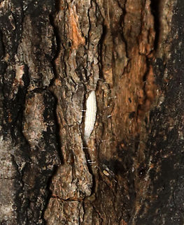 Ribbed Cocoon-maker moth Cocoon - Bucculatrix sp. This is so cool, even though the photo is awful. The larva of this species constructs a white "fence" around itself before transforming into a cocoon (pupa). The fence might protect the vulnerable larva during the process, but I don't think the reason for making the fence is clear.

Unfortunately, I didn't see this pupa while taking the photo...I was photographing a nearby moth laying eggs and only spotted this pupa during processing.

Habitat: Dying tree; meadow edge Bucculatrix,Geotagged,Ribbed Cocoon-maker moth,Summer,United States,cocoon,moth,moth cocoon,moth pupa,pupa