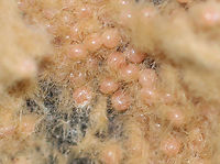 Spongy Moth (Lymantria dispar) Egg Mass The hairs protect the eggs from predation.<br />
<br />
*The small white thing to the left of the moth is a Bucculatrix cocoon.<br />
<br />
Habitat: Dying tree; meadow<br />
https://www.jungledragon.com/image/156482/spongy_moth_lymantria_dispar_laying_eggs.html Geotagged,Gypsy moth,Lymantria dispar,Spongy Moth,Summer,United States,egg mass,eggs,moth