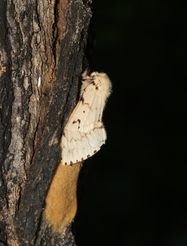 Spongy Moth (Lymantria dispar) Laying Eggs Laying a mass of fuzzy eggs.<br />
<br />
*The small white thing to the left of the moth is a Bucculatrix cocoon.<br />
<br />
Habitat: Dying tree; meadow<br />
<figure class="photo"><a href="https://www.jungledragon.com/image/156481/spongy_moth_lymantria_dispar_egg_mass.html" title="Spongy Moth (Lymantria dispar) Egg Mass"><img src="https://s3.amazonaws.com/media.jungledragon.com/images/3232/156481_thumb.jpg?AWSAccessKeyId=05GMT0V3GWVNE7GGM1R2&Expires=1767225610&Signature=zuouZo9QBo5mYPLohGK6ZLFwaPI%3D" width="200" height="150" alt="Spongy Moth (Lymantria dispar) Egg Mass The hairs protect the eggs from predation.<br />
<br />
*The small white thing to the left of the moth is a Bucculatrix cocoon.<br />
<br />
Habitat: Dying tree; meadow<br />
https://www.jungledragon.com/image/156482/spongy_moth_lymantria_dispar_laying_eggs.html Geotagged,Gypsy moth,Lymantria dispar,Spongy Moth,Summer,United States,egg mass,eggs,moth" /></a></figure> Geotagged,Lymantria dispar,Spongy Moth,Summer,United States,egg mass,eggs,gypsy moth,lymantria,moth