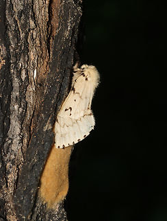 Spongy Moth (Lymantria dispar) Laying Eggs Laying a mass of fuzzy eggs.

*The small white thing to the left of the moth is a Bucculatrix cocoon.

Habitat: Dying tree; meadow
https://www.jungledragon.com/image/156481/spongy_moth_lymantria_dispar_egg_mass.html Geotagged,Lymantria dispar,Spongy Moth,Summer,United States,egg mass,eggs,gypsy moth,lymantria,moth
