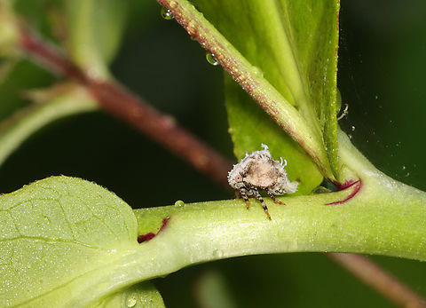 Two-striped Planthopper Nymph - Acanalonia bivittata It was wearing its fancy socks.

Habitat: Garden Acanalonia,Acanalonia bivittata,Geotagged,Summer,Two-striped Planthopper,United States,nymph,planthopper,planthopper nymph