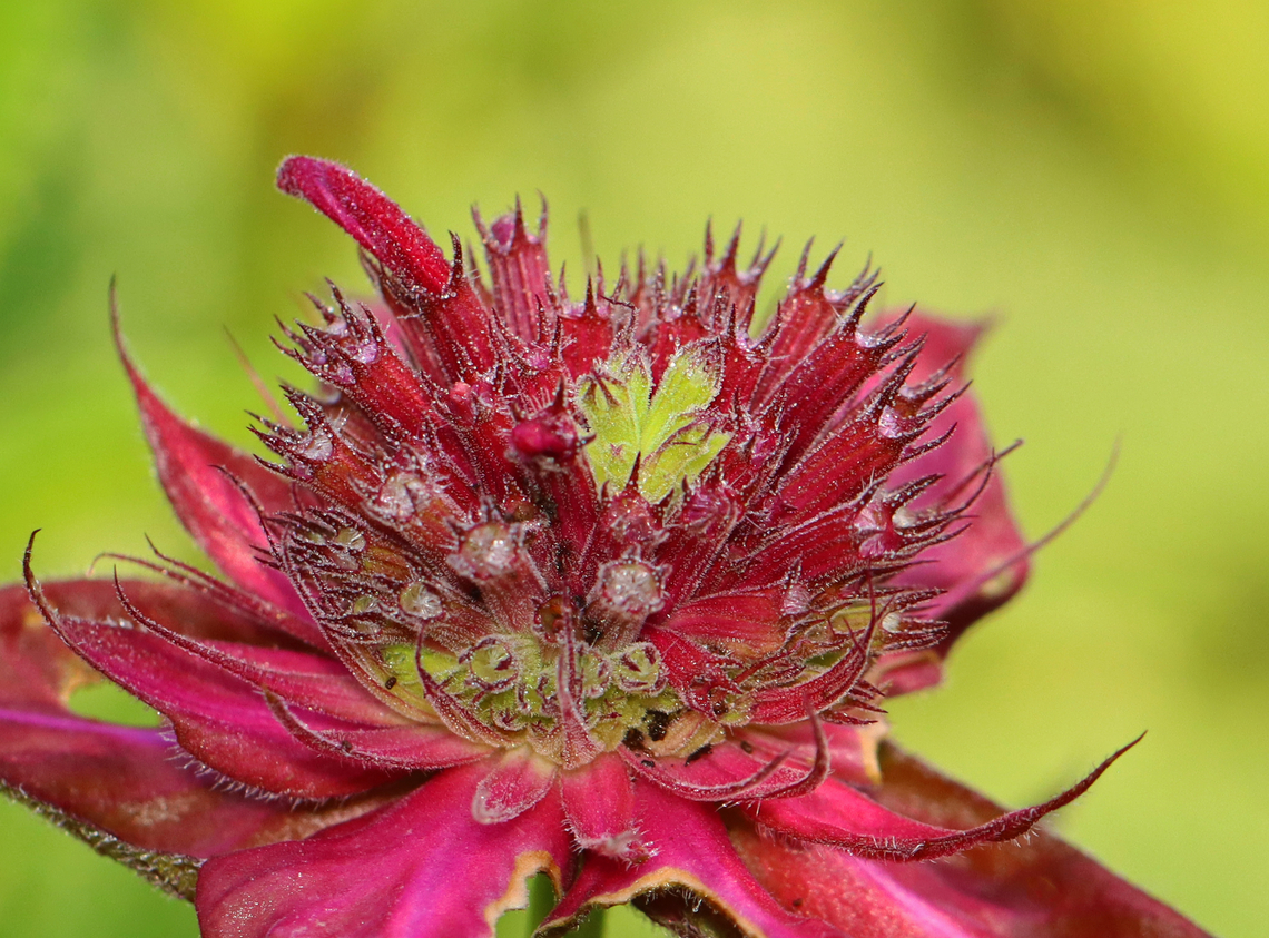 Scarlet Beebalm - Monarda didyma Habitat: Garden Geotagged,Lamiaceae,Monarda,Monarda didyma,Scarlet beebalm,Summer,United States,beebalm