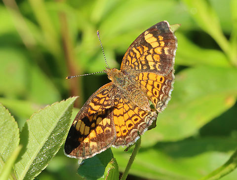 Pearl Crescent - Phyciodes tharos Habitat: Garden Geotagged,Nymphalidae,Pearl Crescent,Phyciodes,Phyciodes tharos,Summer,United States,butterfly