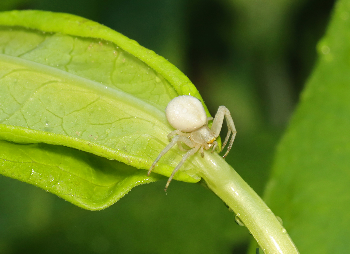 Goldenrod Crab Spider - Misumena vatia Habitat: Garden Geotagged,Goldenrod crab spider,Misumena,Misumena vatia,Summer,United States,crab spider,spider
