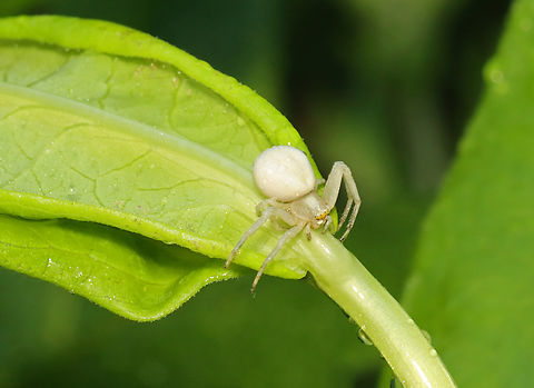 Goldenrod Crab Spider - Misumena vatia Habitat: Garden Geotagged,Goldenrod crab spider,Misumena,Misumena vatia,Summer,United States,crab spider,spider