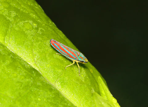 Candy-striped Leafhopper - Graphocephala coccinea Habitat: Garden Candy-striped Leafhopper,Geotagged,Graphocephala,Graphocephala coccinea,Summer,United States,leafhopper