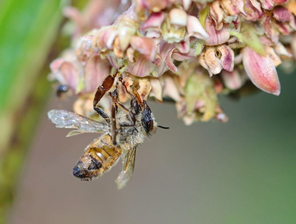 Parasitized Honey Bee - Apis mellifera This bee was very dead and had the side of its abdomen blown out. <br />
<br />
Habitat: Garden Apis mellifera,Geotagged,Summer,United States,Western honey bee,apis,bee,honey bee,parasitized bee