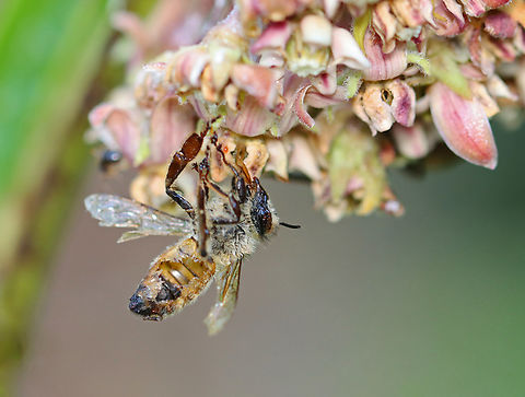 Parasitized Honey Bee - Apis mellifera This bee was very dead and had the side of its abdomen blown out. 

Habitat: Garden Apis mellifera,Geotagged,Summer,United States,Western honey bee,apis,bee,honey bee,parasitized bee