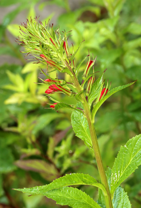 Cardinal Flower - Lobelia cardinalis Budding flowers.<br />
<br />
Habitat: Pondside<br />
<br />
A couple weeks later:<br />
<figure class="photo"><a href="https://www.jungledragon.com/image/156585/cardinal_flower_-_lobelia_cardinalis.html" title="Cardinal Flower - Lobelia cardinalis"><img src="https://s3.amazonaws.com/media.jungledragon.com/images/3232/156585_thumb.jpg?AWSAccessKeyId=05GMT0V3GWVNE7GGM1R2&Expires=1759968010&Signature=FUssF%2F%2B8qyw05yBHUwo3NBPcJSM%3D" width="114" height="152" alt="Cardinal Flower - Lobelia cardinalis Same plant, a couple weeks earlier:<br />
https://www.jungledragon.com/image/156546/cardinal_flower_-_lobelia_cardinalis.html<br />
<br />
Habitat: Pondside Cardinal Flower,Geotagged,Lobelia,Lobelia cardinalis,Summer,United States" /></a></figure> Cardinal Flower,Geotagged,Lobelia cardinalis,Summer,United States,lobelia