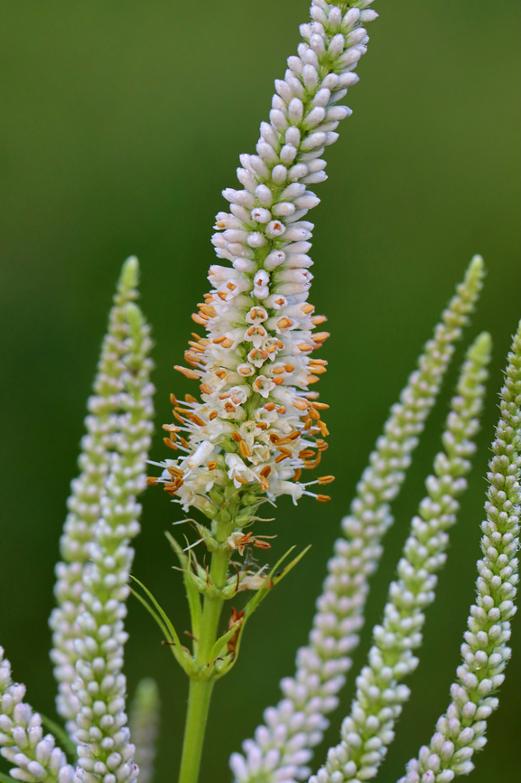 Culver's Root - Veronicastrum virginicum A native plant, but this one was planted in a garden. Culvers root,Geotagged,Summer,United States,Veronicastrum,Veronicastrum virginicum