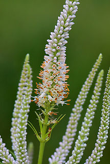 Culver's Root - Veronicastrum virginicum A native plant, but this one was planted in a garden. Culvers root,Geotagged,Summer,United States,Veronicastrum,Veronicastrum virginicum