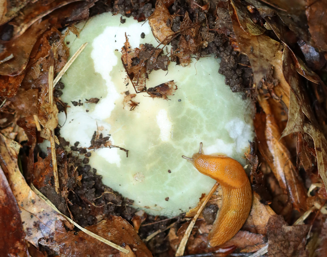 Dusky Arion Slug - Arion subfuscus Feasting on a Russula mushroom.<br />
<br />
Habitat: Deciduous forest Arion fuscus,Arion subfuscus,Dusky Arion,Geotagged,Summer,United States,arion,fungus,mushroom,russula,slug