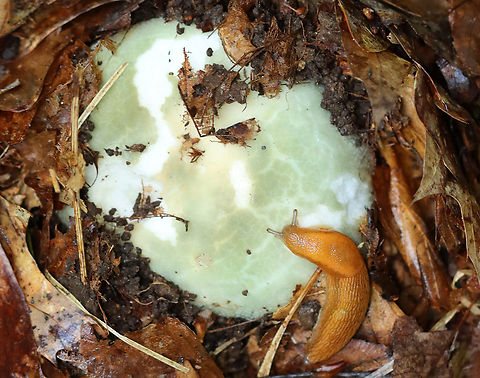 Dusky Arion Slug - Arion subfuscus Feasting on a Russula mushroom.

Habitat: Deciduous forest Arion fuscus,Arion subfuscus,Dusky Arion,Geotagged,Summer,United States,arion,fungus,mushroom,russula,slug