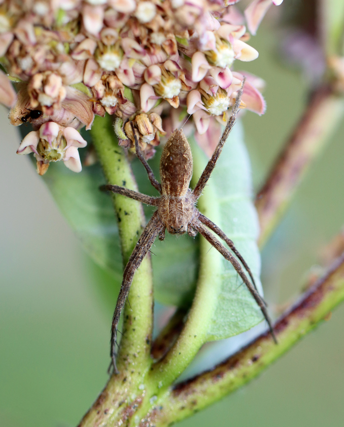 American Nursery Web Spider - Pisaurina mira Habitat: Garden American Nursery Web Spider,Geotagged,Pisaurina,Pisaurina mira,Summer,United States,nursery web spider,spider
