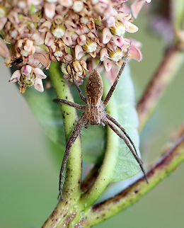 American Nursery Web Spider - Pisaurina mira Habitat: Garden American Nursery Web Spider,Geotagged,Pisaurina,Pisaurina mira,Summer,United States,nursery web spider,spider