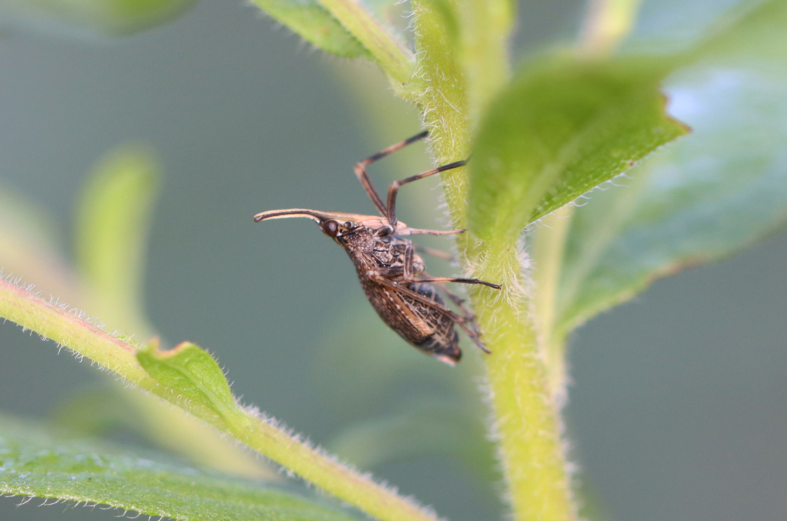 Partridge Bug - Scolops sulcipes Habitat: Garden<br />
<figure class="photo"><a href="https://www.jungledragon.com/image/156556/partridge_bug_-_scolops_sulcipes.html" title="Partridge Bug - Scolops sulcipes"><img src="https://s3.amazonaws.com/media.jungledragon.com/images/3232/156556_thumb.jpg?AWSAccessKeyId=05GMT0V3GWVNE7GGM1R2&Expires=1767225610&Signature=WzB7BOEIEwCT8w4z%2BfM4oueD9XU%3D" width="200" height="146" alt="Partridge Bug - Scolops sulcipes Habitat: Garden<br />
https://www.jungledragon.com/image/156554/partridge_bug_-_scolops_sulcipes.html Geotagged,Partridge Bug,Scolops sulcipes,Summer,United States,planthopper,scolops" /></a></figure> Dictyopharidae,Geotagged,Partridge Bug,Scolops sulcipes,Summer,United States,planthopper,scolops