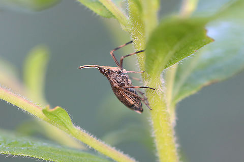 Partridge Bug - Scolops sulcipes Habitat: Garden
https://www.jungledragon.com/image/156556/partridge_bug_-_scolops_sulcipes.html Dictyopharidae,Geotagged,Partridge Bug,Scolops sulcipes,Summer,United States,planthopper,scolops