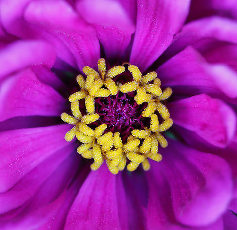 Elegant Zinnia - Zinnia elegans Habitat: Garden Asteraceae,Elegant Zinnia,Geotagged,Summer,United States,Zinnia elegans,zinnia